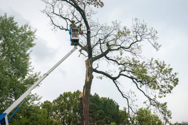Best Arborist Consultation Services  in Ovilla, TX