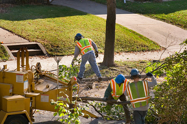 Best Hedge Trimming  in Ovilla, TX
